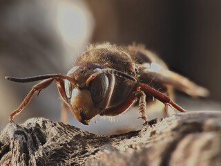 European hornet