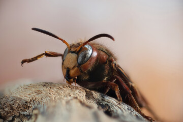 European hornet