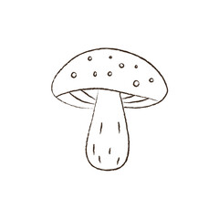 line vector illustration of an amanita mushroom. hand drawn autumn mushroom. forest toadstool.