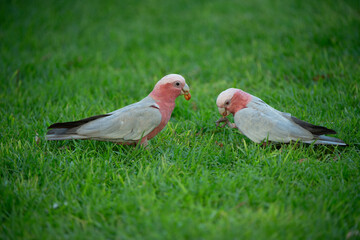 a red bird
