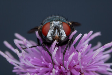 Common Green bottle Fly