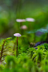 Tiny bonnet mushroom in moss