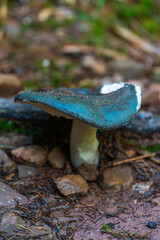 Fototapeta premium Charcoal burner mushroom in forest