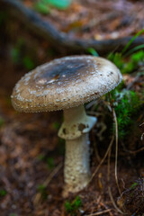 Death cap mushroom in forest