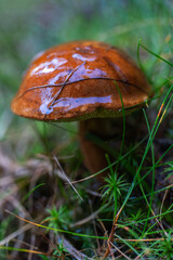Bay bolete mushroom in moss