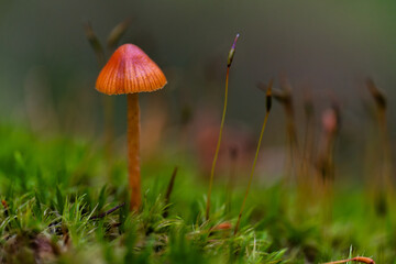 Bonnet mushroom in moss