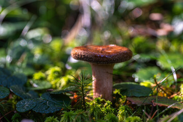 Weeping milkcap in moss