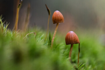 Pair of bonnet mushrooms in moss