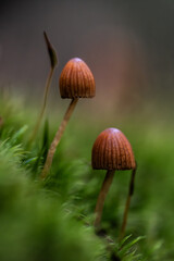 Pair of bonnet mushrooms in moss