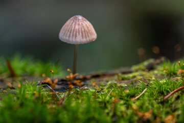 Bonnet mushroom in moss forest