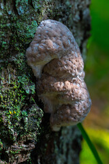 Dry rosy polypore on fir bark