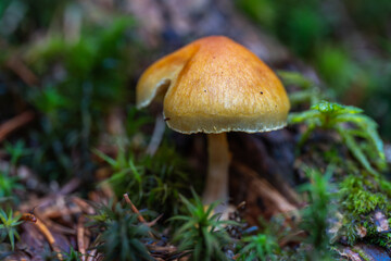 Deadly Galerina on forest floor