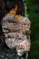 Bleeding conifer polypore on fir trunk