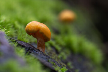 Orange mycena lit by sunlight