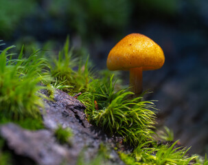 Orange mycena among moss