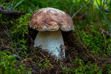 Porcini mushroom on forest floor