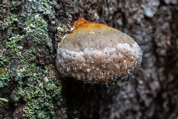Bleeding conifer polypore on fir trunk