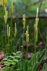 Clubmoss sporangia in forest floor
