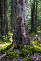 Decaying mossy tree trunk in forest