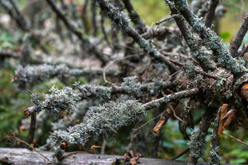 Reindeer lichen on fallen forest branch