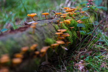 Orange mushrooms on mossy log