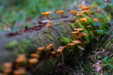 Orange mushrooms on mossy log