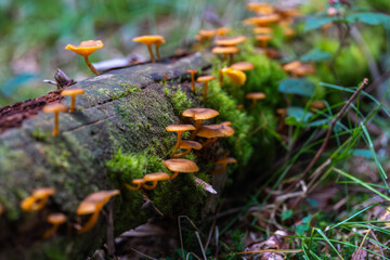 Orange mushrooms on mossy log
