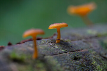 Orange mushrooms on mossy log