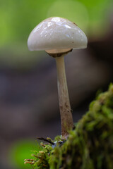 Porcelain fungus on beech wood