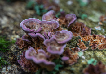 Violet toothed polypore on decaying wood
