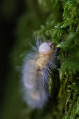 Pale tussock caterpillar on moss