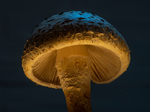 Pholiota squarrosa