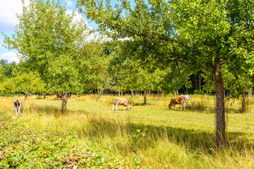 Livestock landscape with four cows grazing freely among lush green trees of cattle farm, wild yellowish-green grass in field, sunny summer day in Limburg, Netherlands