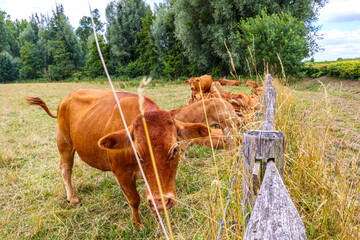 Group of Brown Swiss cattle grazing and lying on grass between wooden fences in livestock landscape, leafy trees in background, cloudy summer day in Limburg, the Netherlands