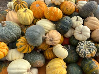 Vibrant pile of small decorative pumpkins in assorted colors orange, yellow, pale white, greens and striped varieties. The mix of patterns, textures and natural shades creates a rich autumnal display.