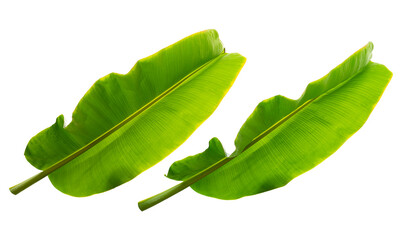 Tropical banana leaf isolated on white background