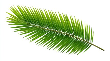 Flat vector green palm leaf isolated on white, minimalist logo design for branding and nature themes