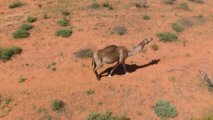 a camel in the dessert