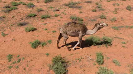 a camel in the dessert