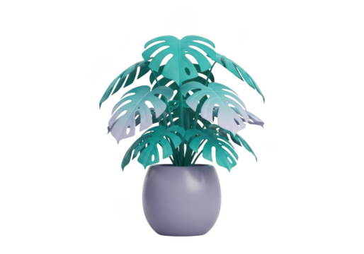 Potted monstera plant with teal leaves isolated on transparent background