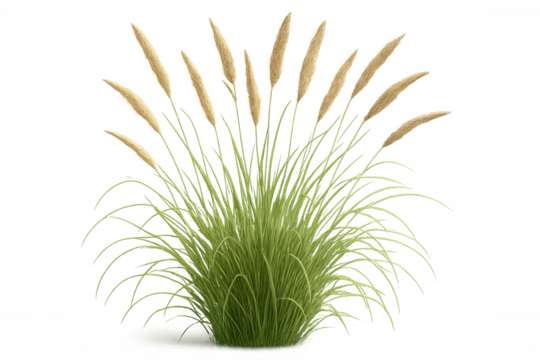 Tuft of decorative pampas grass showing feathery beige inflorescences above vibrant green leaves, ideal for landscaping