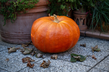 Pumpkin in front of clay flower pots