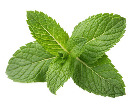 fresh mint leaves isolated Transperency, Cutout