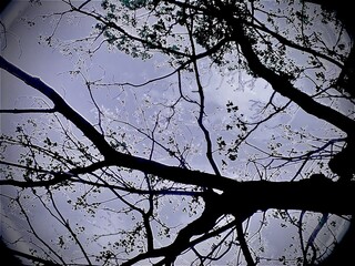 夜明けの樹影シルエット