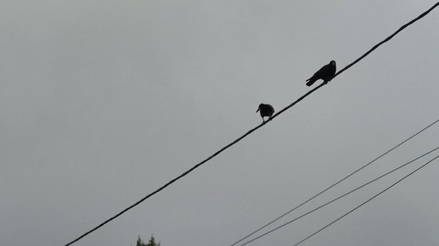 Crows birds power line, two dark birds perched on a power line against an overcast sky in a calm outdoor scene