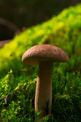 White mushroom in forest moss texture