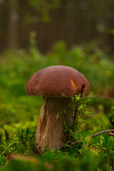 Wild white mushroom close-up in the forest