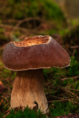 White mushroom macro in forest moss