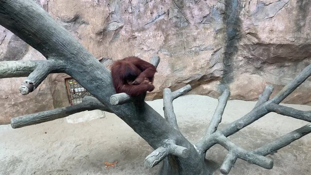 An orangutan sleeping on tree branch in a zoo arena
