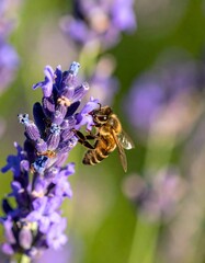 Bee on purple bloom